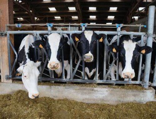 Logiag sacrée entreprise de l’année pour son virage vert